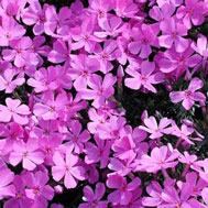 Perennial Creeping Phlox at Heather Hill Gardens