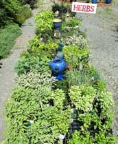 Herb Table at Heather Hill Gardens