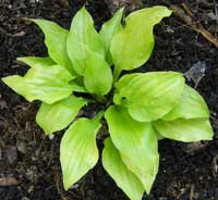 Smiley Face Hosta at Heather Hill Gardens