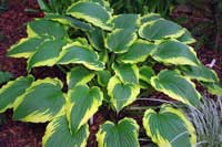 Spartacus Hosta at Heather Hill Gardens