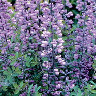 Perennial Purple Smoke Baptisia at Heather Hill Gardens