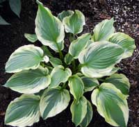 Lime Smoothie Hosta at Heather Hill Gardens