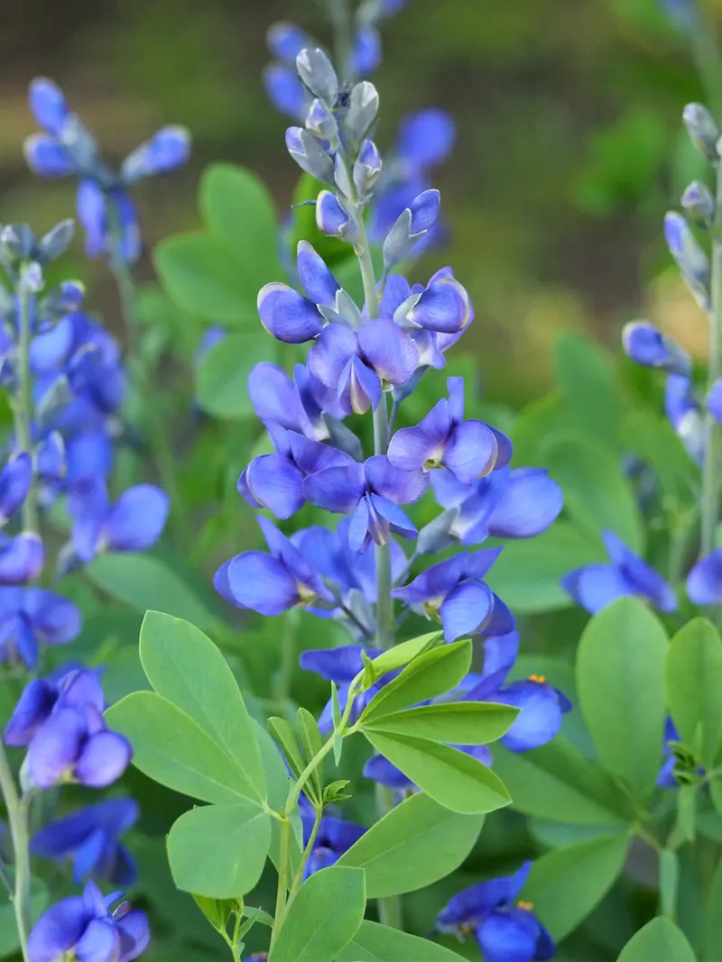 Blue wild indigo (Baptisia australis) in bloom