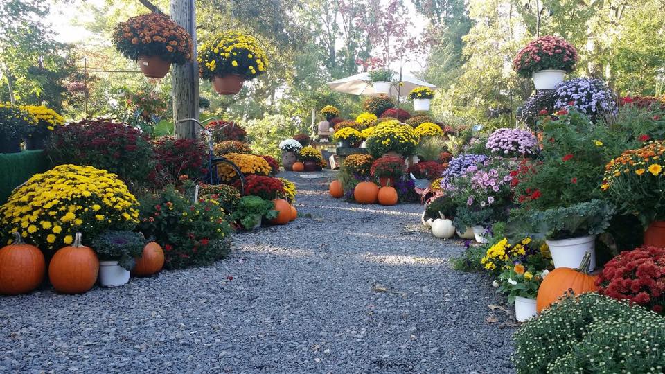 Pumpkins and mums arranged for fall