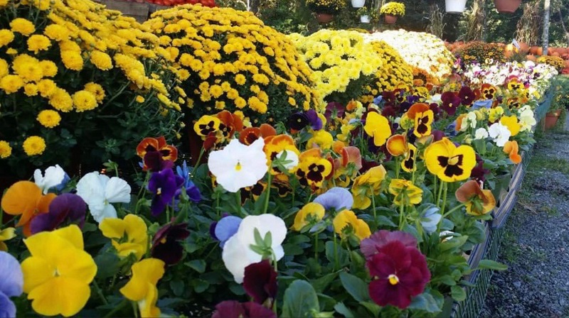 Seasonal flowers in bloom