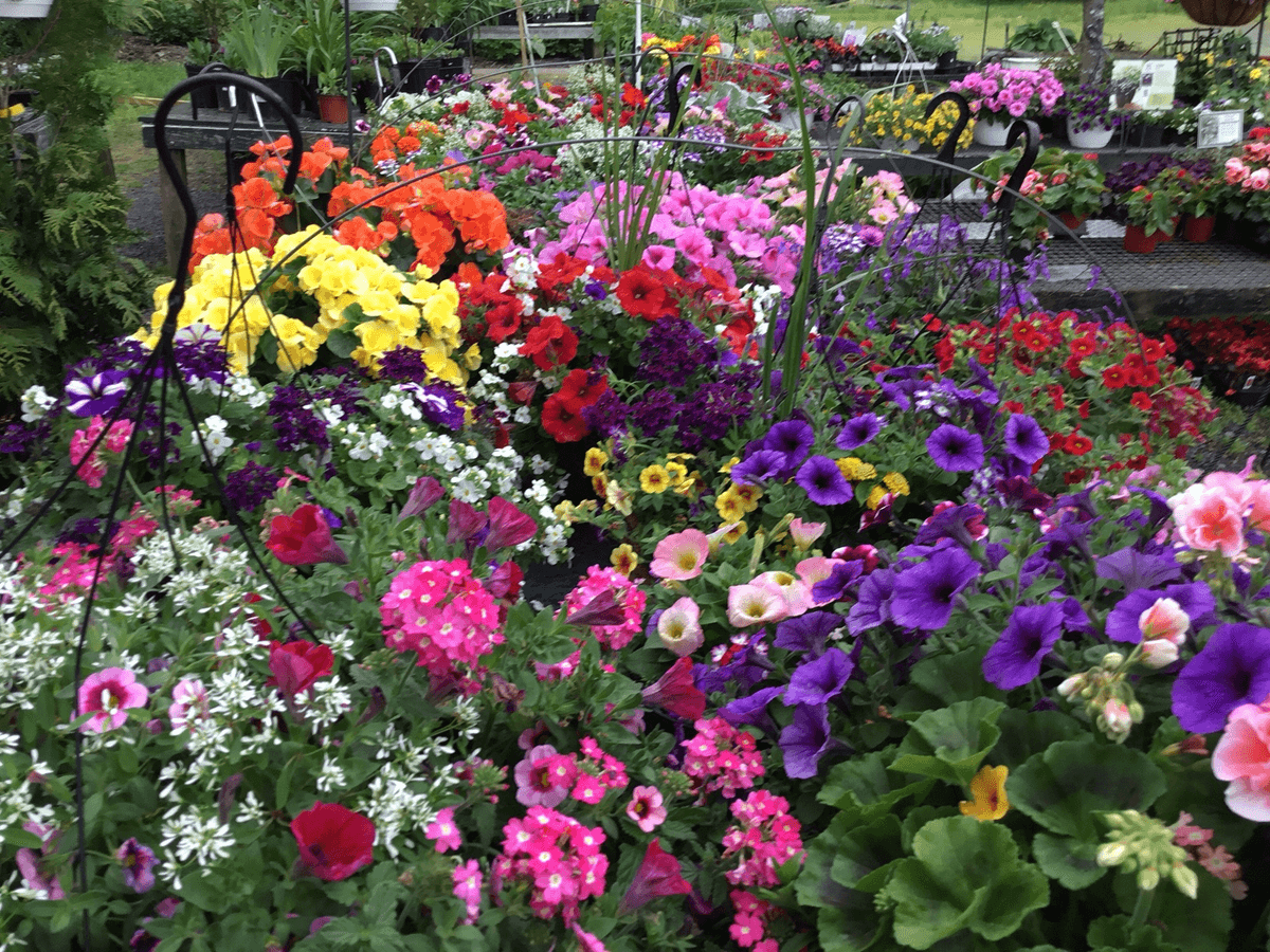 Bright spring flowers on display at the nursery